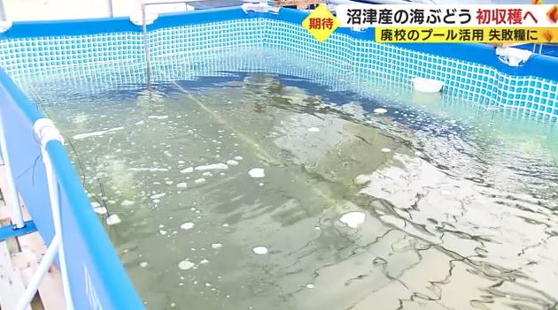 水の深さや日当たりなど水槽を工夫（2023年5月）