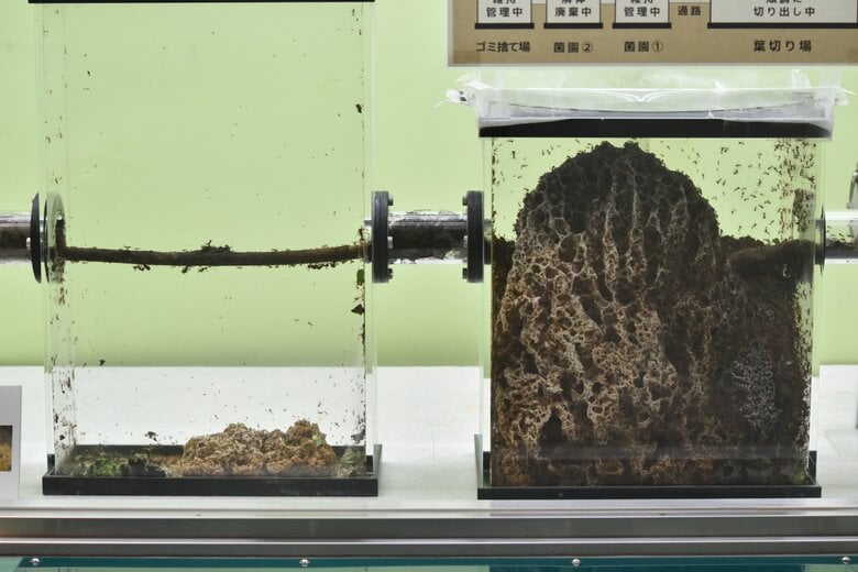 6月14日に撮影したハキリアリの菌園の様子。左の菌園がごくわずかになっている【画像：（公財）東京動物園協会】