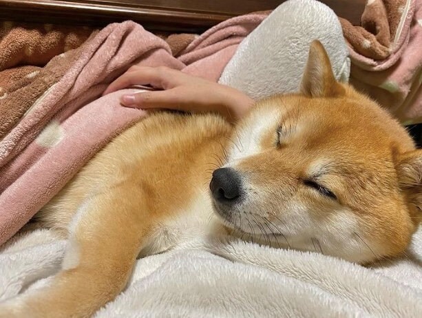 提供：shiba_mugi_さん