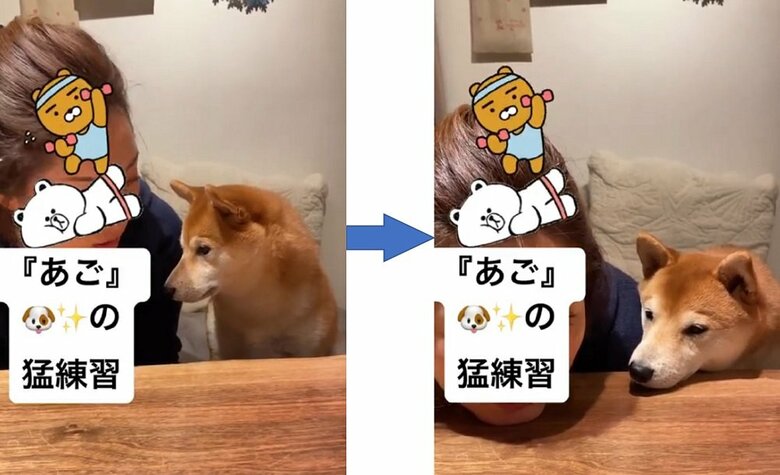 他にも芸を覚えている　芸「あご」を飼い主さんと練習