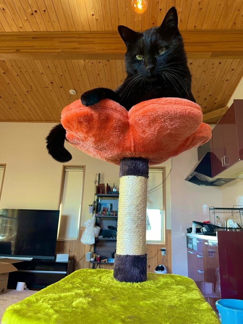 キャットタワーの上から