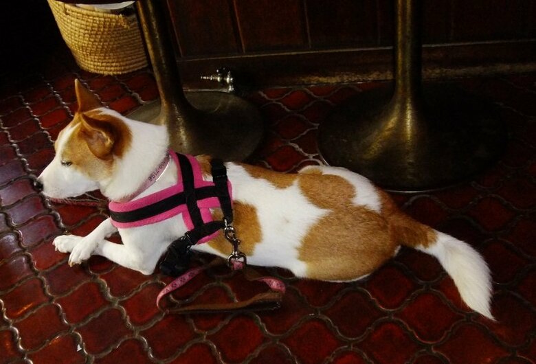 飼い主さんと喫茶店に行くのも大好きだったそう