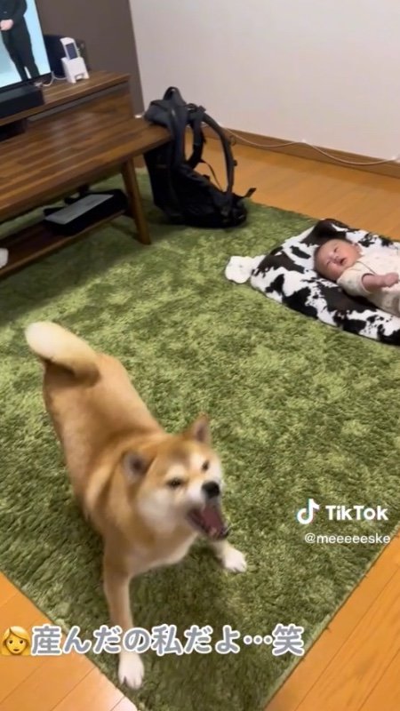 提供：柴犬こちゃんさん