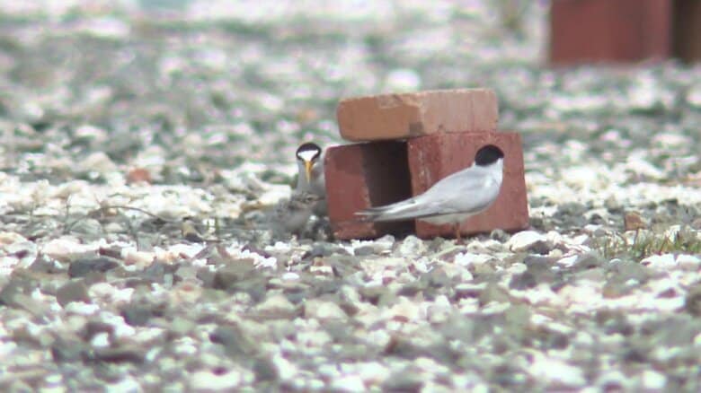 ひなに寄り添うコアジサシの親鳥