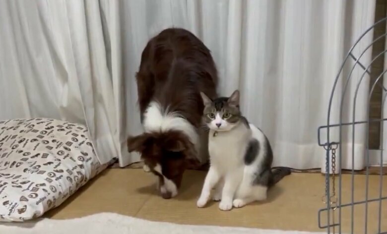 困った表情のメッシくん（提供：ゆに＆メッシさん）