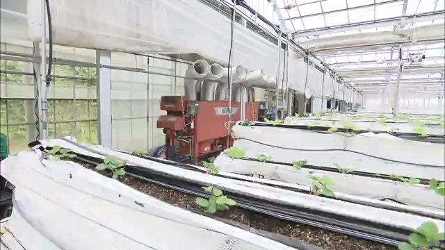 イチゴの苗をハウスで育てる