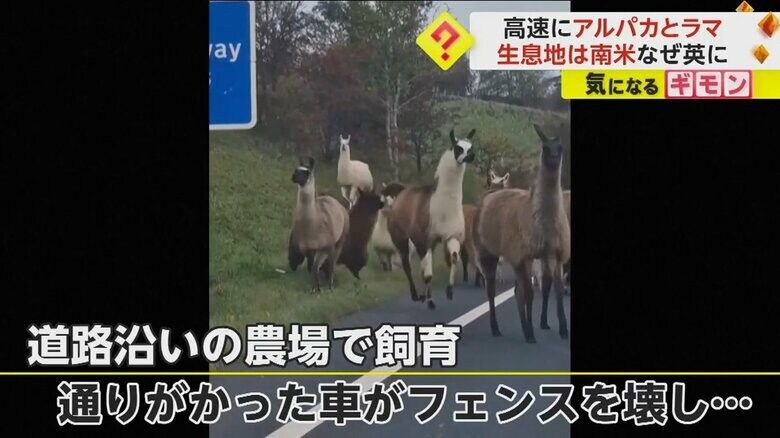 道路沿いの農場から逃げ出し、高速道路までやってきたアルパカとラマ