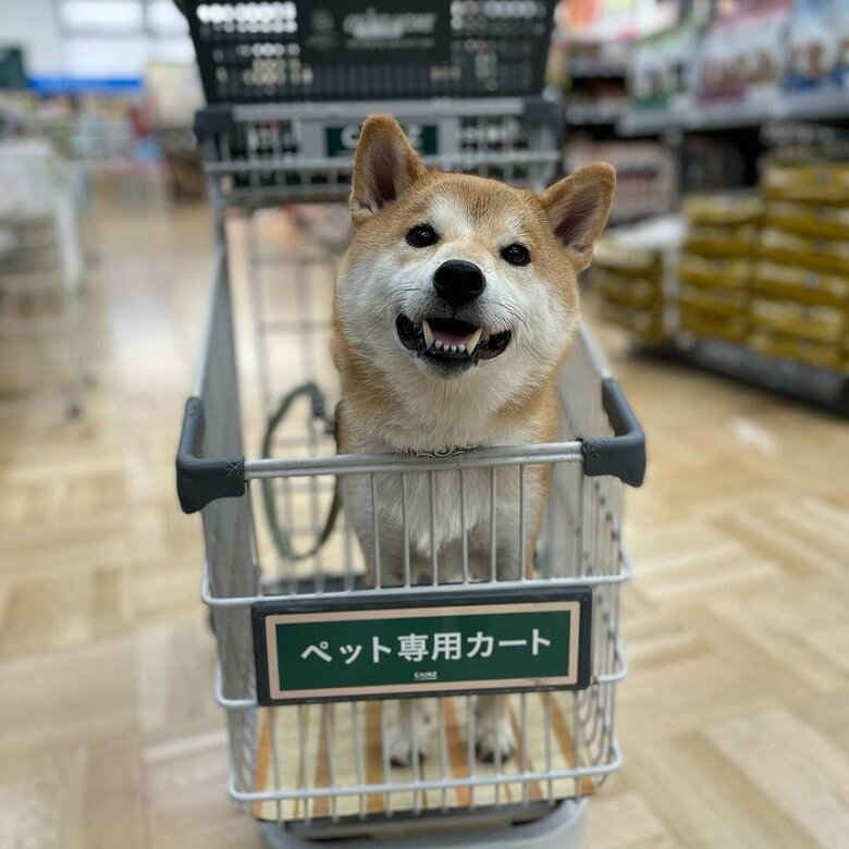 ペット専用カート　楽しそう