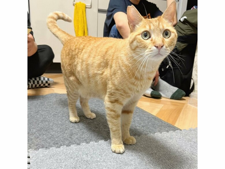 提供：あずきなこさん