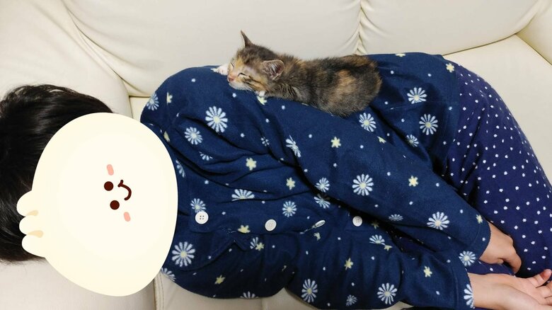 布団が人間だった頃があるむぎちゃん（提供：にゃん報さん）