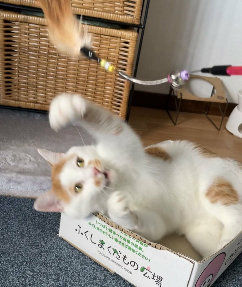 猫じゃらしに夢中