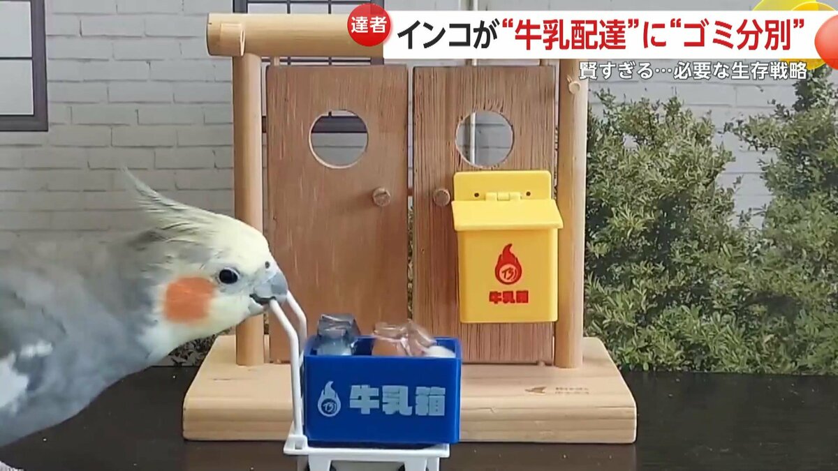 サイコなインコの3日間様 リクエスト 2点 まとめ商品 「頭いい！」賢 