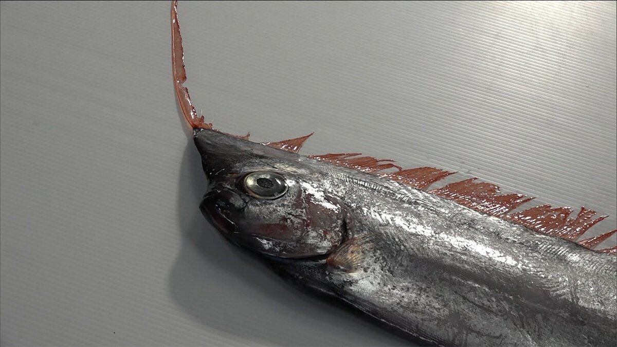 謎の深海魚 アカナマダ 富山で網にかかる 生体不明 変わった特徴も