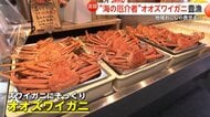 「まったくとれたことなかった」ズワイガニそっくり…安価で美味な「オオズワイガニ」が突然豊漁　北海道・えりも町の地域おこしの救世主に