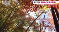 紅葉の名所・中津川渓谷（福島県・裏磐梯）カエデやブナなどが色…