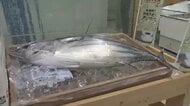 “朝まで泳いでいた”生カツオのたたきが午前中に福岡へ　九州新幹線で鹿児島からスピード輸送　2カ月ぶりに復活