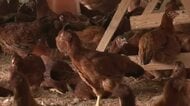 鶏舎の暑さ対策を強化　比内地鶏のブランド力や販路拡大へ　協議会が2026年度の方針示す　秋田