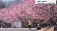 「札幌から来たら宮崎は夏だった」暖かい日続く　日南市飫肥で河津桜が見ごろ