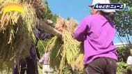 「おもちを食べるのが楽しみ」酒谷小学校（日南市）でもち米の稲刈り