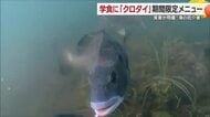 “海の厄介者”「クロダイ」松山大学の学食で期間限定メニュー「おいしく生態系を学んで」【愛媛】