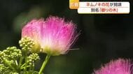 まるで木が眠っているよう　「ねんねの木」とも呼ばれるネムノキの花が五島の海岸で見頃
