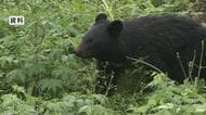 【速報】クマ対策予算に83億円を要求　出没増加受け対策や施設整備の費用に