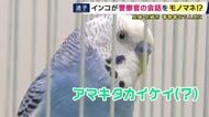「アマキタカイケイ」「マチガッタ」　尼崎の警察署で保管の“落としものインコ”が警察官の言葉をしゃべる！？　署に馴染む一方で願うのは「飼い主への返還」