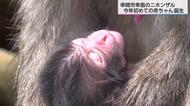 待つこと3時間…ニホンザルの赤ちゃんの寝顔を撮影 串間市・幸島でことし初めての誕生 母ザルにしっかりしがみつく愛らしさ 宮崎県串間市