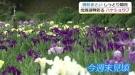 雨粒まとい美しく開花　湖畔彩る20万株・300種類のハナショウブ　あわら市北潟湖で「花菖蒲まつり」6日から14日まで