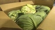 値上げラッシュの中…キャベツが“去年の4割安”　とんかつ店「ありがたい」　春の暖かさで葉物野菜がお買い得　福岡 