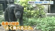 敬老の日に広島市安佐動物公園で長寿お祝い　推定５０歳、チンパンジーのミキ　最近のお気に入りはレタス！