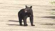 福井県がクマ対策を強化　専門員1人を県自然保護センターに配置　市町の要請あれば猟銃で駆除へ　対策費に1億円を計上、ドローンも活用