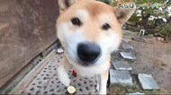 「おらほがイチバン」二戸市 日本最古の〇〇?!や作り手の思いが詰まったリンゴも<岩手県>