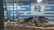 「グッピー」って漢字でどう書く?珍しい“白黒”のウナギも展示 大分市・うみたまご