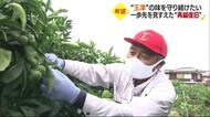 西日本豪雨から3年 災害に強いミカン園地へ 動き出す「再編復旧」 宇和島市吉田町【愛媛】