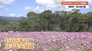 汗ばむ陽気の中 越知町宮の前公園のコスモスが見頃に 【高知】