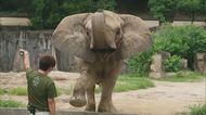花を摘んで飼育員にプレゼントしたエピソードも…45年愛され続けたアフリカゾウの「ケニー」死去