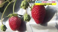 クリスマスケーキに暗い影 原油価格高騰+肥料も…値上がりの危機【岡山・鏡野町】