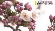 北上市が桜開花宣言 市内の名所・展勝地は4月14日ごろ見頃に 【岩手】