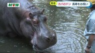 ご長寿のカバ 長崎バイオパークのドンをお祝い【長崎県西海市】