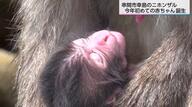 待つこと3時間…ニホンザルの赤ちゃんの寝顔を撮影　串間市・幸島でことし初めての誕生　母ザルにしっかりしがみつく愛らしさ　宮崎県串間市