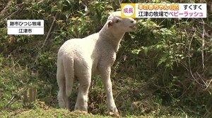 6匹のヒツジの赤ちゃんが誕生 牧場でベビーラッシュ【島根・江津】