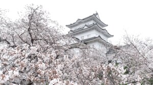 市民の支えで復興遂げた「小田原のシンボル」…強く美しく小田原城の桜