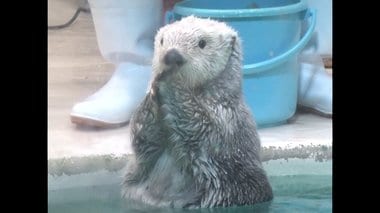 休館中「SNS」に力を入れ魅力を発信…ファン増やした鳥羽水族館 2足歩行ラッコに人だかりも