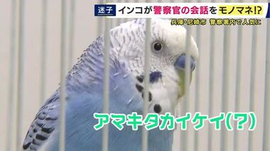 「アマキタカイケイ」「マチガッタ」　尼崎の警察署で保管の“落としものインコ”が警察…