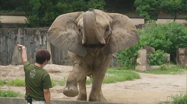 花を摘んで飼育員にプレゼントしたエピソードも…45年愛され続けたアフリカゾウの「ケニー」死去