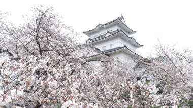 市民の支えで復興遂げた「小田原のシンボル」…強く美しく小田原城の桜