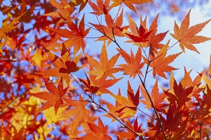 短い秋を満喫しよう!紅葉について大調査!【1000人アンケート】