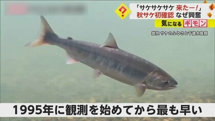 「サケサケサケ 来たー！」秋サケに水族館スタッフ歓喜…観測史上最速で確認　北海道・千歳市