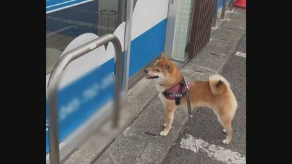 散歩中に飼い主引っ張って訪問…動物病院の先生が大好きな柴犬むぎまるくん 会えない日はしょんぼり帰宅